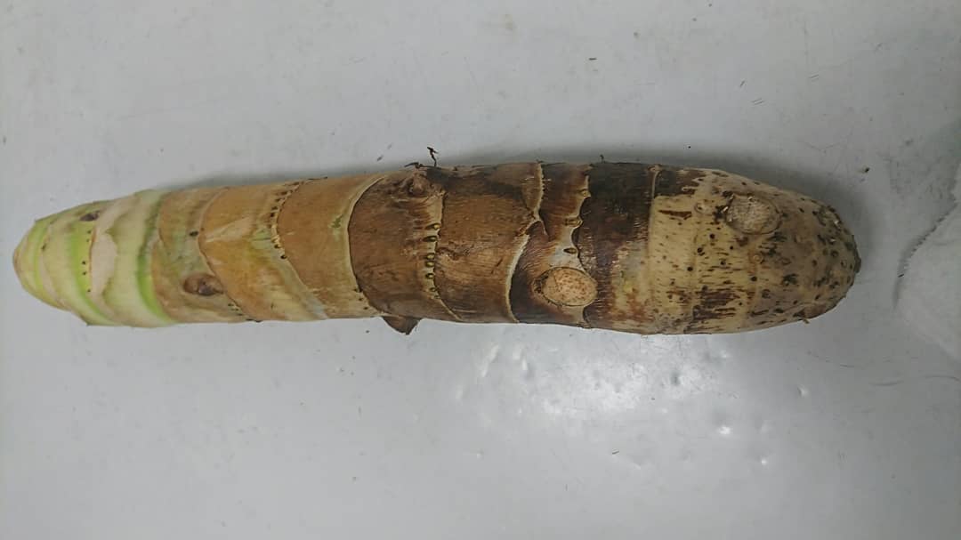 今日の旬な野菜 たけのこ芋 今が旬の野菜 たけのこと言ってますが 食べたら里芋に似た食感です 今回は たけのこ芋の旨煮を 作りました また色々と考えていきます テイクアウトも出来ますので是非 To イート 急募 短時間でもok 温盛の台所 えんがわ