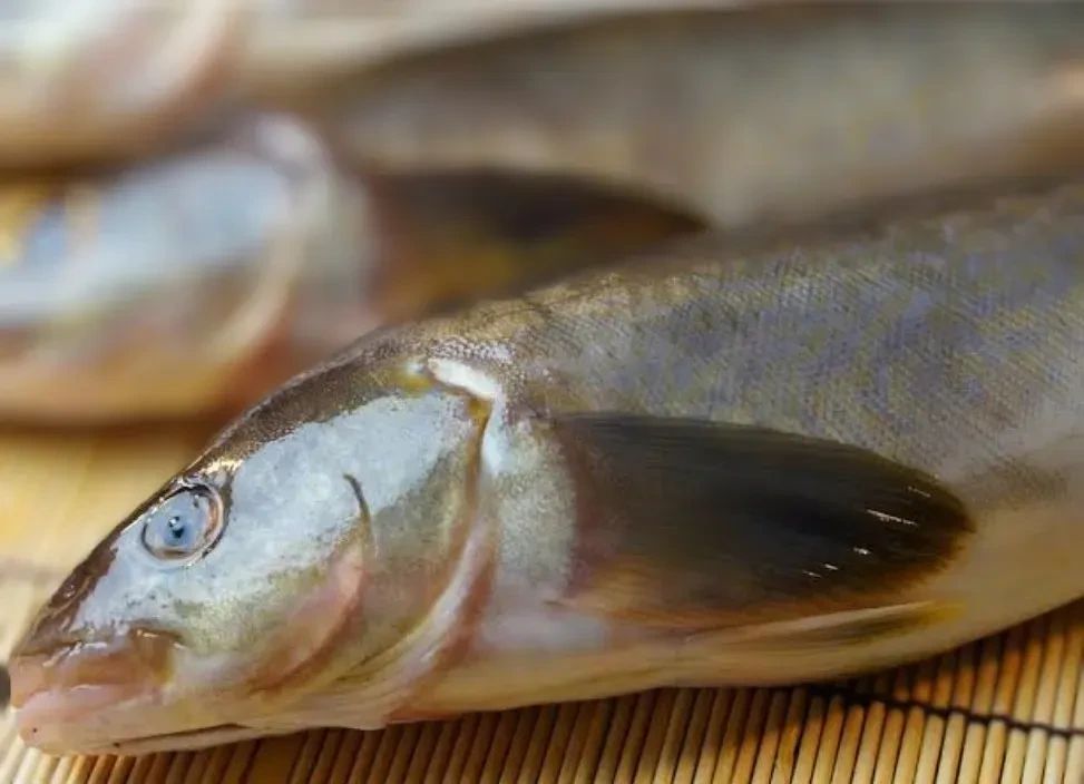 『温盛の台所えんがわ』

北海道名物
真ほっけ刺身

入荷しました!

焼いて美味い魚は
刺身でも絶品！

次回いつ入荷出来るか
わからないので

気になる方はえんがわまで〜

うまウマ〜〜

＃お宮参り
にハマる
#