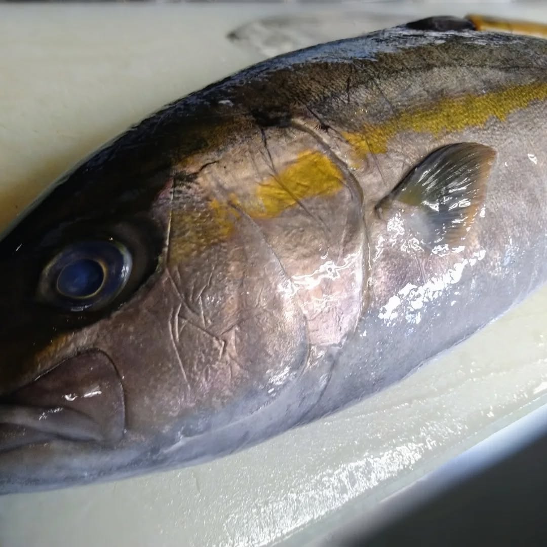 『温盛の台所えんがわ』

おすすめの鮮魚！

鹿児島県大隅半島の辺塚名産の

「辺塚だいだいかんぱち」

柑橘類を餌にふんだんに混ぜ込み
身に橙の香りをつけています
余計な脂が少なく、
歯ごたえ良い！

お酒のあてに是非〜！

うまい〜美味すぎる〜たいだいかんぱち

＃熊谷テイクアウト
＃お宮参り
にハマる
#