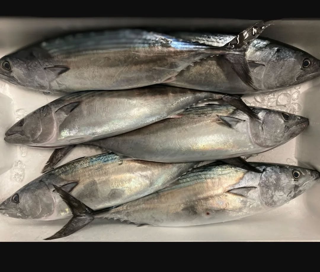 『温盛の台所えんがわ』

　〜旬なお刺身紹介〜

【ハガツオの塩たたき】
脂が多く、カツオよりも
濃厚で旨味が強いが
後味さっぱりで美味しいです
カツオとサワラの中間な
変わったお魚です!
今が旬なので

是非〜

うまうま〜

#カフェ巡り　にハマる #