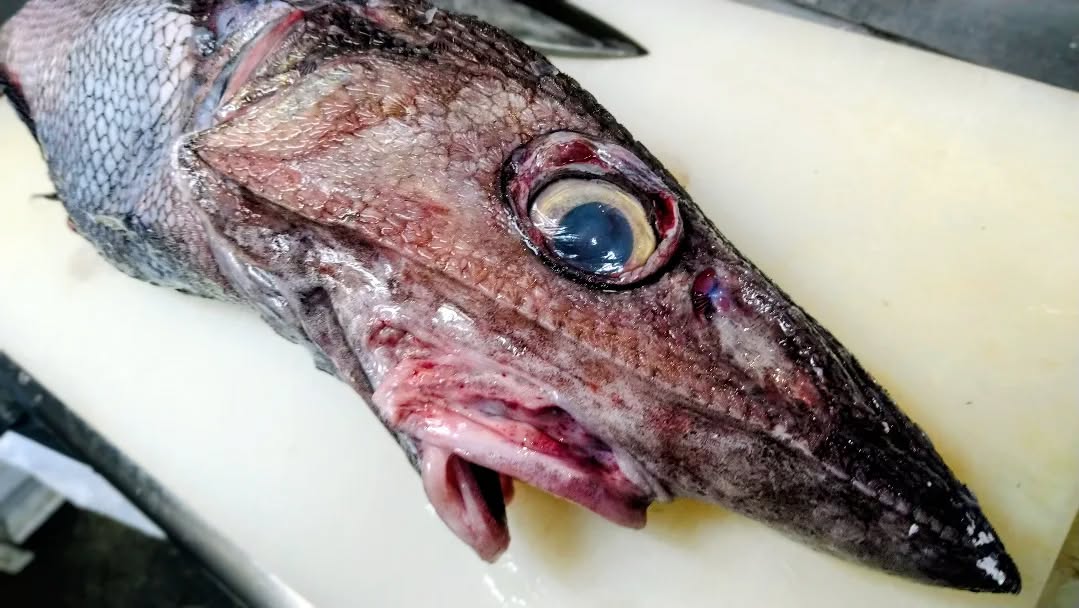 『温盛の台所えんがわ』
　　〜鮮魚紹介〜

【トウジン】
クセのない上品な白身で
甘みがあります。

【カガミダイ】
白身でクセがなく
非常に美味しい魚として知られています！

えんがわでは他店では味わえないもの
珍しい日本酒
置いてお待ちしております

是非〜
うまうま〜