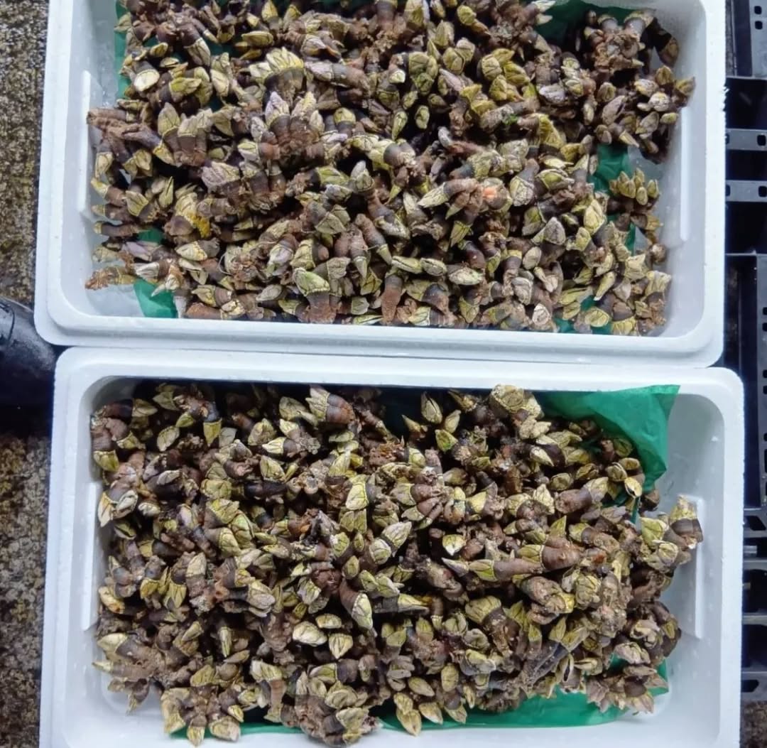 【温盛の台所えんがわ】
〜変わり種おつまみ紹介〜

『カメノテ塩ゆで』

 貝に見えますが、実はカニやエビと同じ甲殻類で
味もカニのような甘味と貝の旨味が同居したような味
シンプルに塩茹でがおいしい！
亀の手に見える先端の袋状の部分を
ちぎって中身を食べます

お酒のあてに最高！

是非〜

うまうま〜